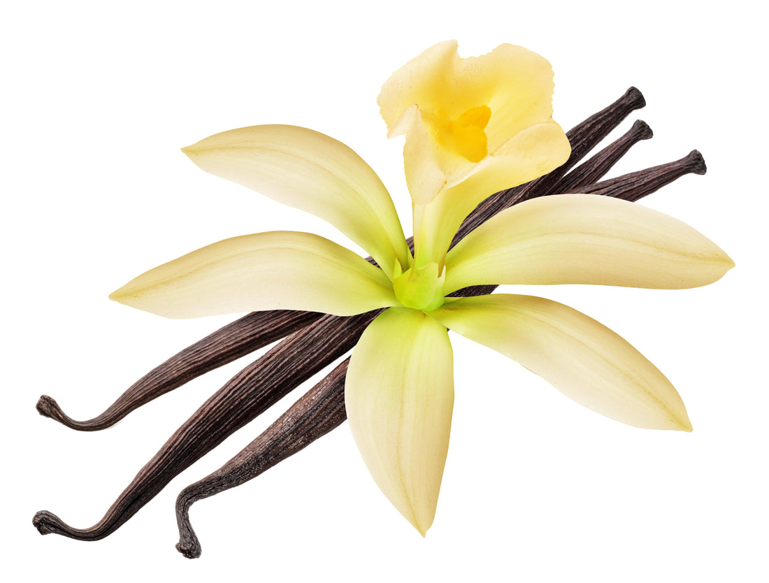 Vanilla for Skin: Benefits, Antioxidants & Why It Belongs in Buttercream Skincare